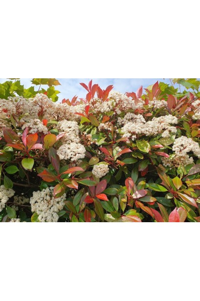 Фотинія ’Red Robin’